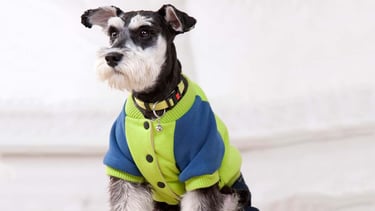 Perro Schnauzer Miniatura sentado con suéter bomber de bloques de color azul y verde, collar con campana y botas plateadas