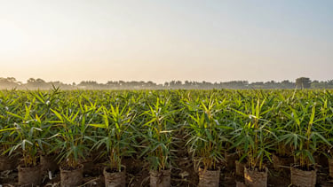 Wide panoramic shot of a thriving bamboo nursery at golden hour, rows of vibrant green seedlings in biodegradable pots, soft morning mist, expansive sky.