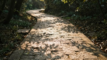 A winding stone path through an ancient forest in soft morning light, dappled shadows, shallow depth of field, warm editorial photography.