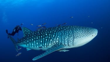 requin baleine avec des poissons pilotes et un plongeur
