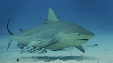 requin-bouledogue