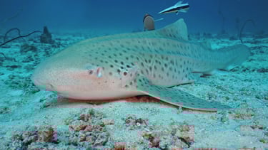 requin-zebre