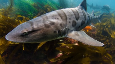 requin-leopard