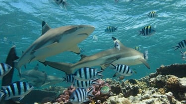 requin-pointes-noires