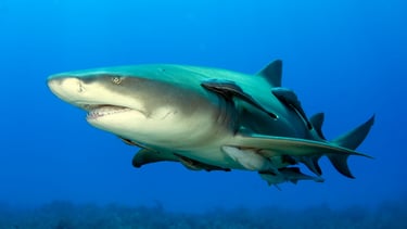 requin-citron