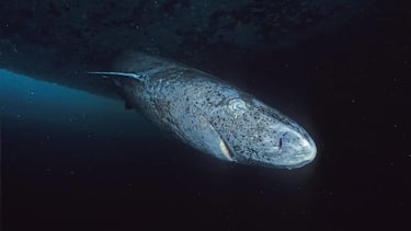 requin-groenland