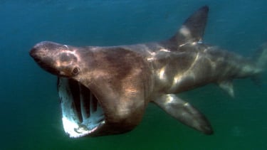 requin-pelerin