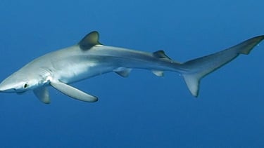 requin peau bleue de profil dans une mer bleue