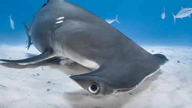 requin-marteau