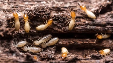 Caste of termites foraging.