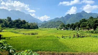 Rice field