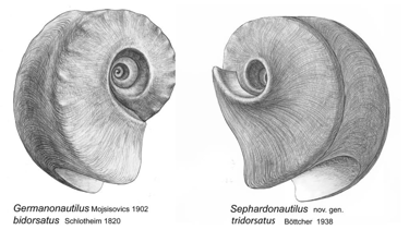 drawing by sebastian brandt of Germanonautilus bidorsatus und Sephardonautilus tridorsatus
