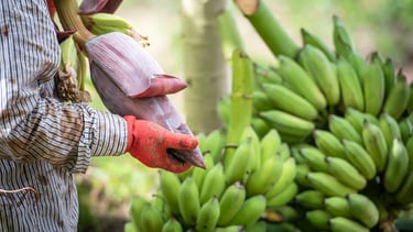 a man in a striped shirt is holding a banana peeler