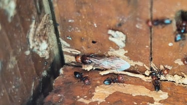 Crematogaster scutellaris