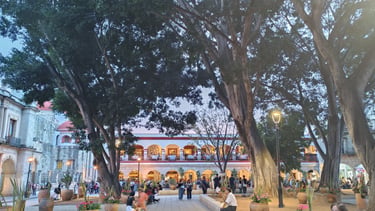 Oaxaca city Zócalo with giant tree at nightfall