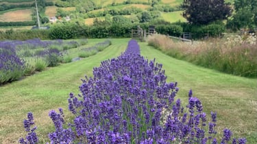 Lavender Farm, Builth Wells