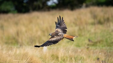 Red kite flying over fields near Llanwrtyd Wells