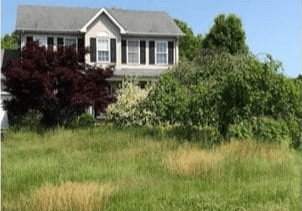 yard clean-up
