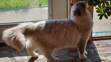 blue bicolor mitted ragdoll cat blue eyed ragdoll cat