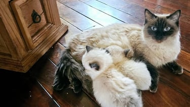 seal point ragdoll cat nursing two seal point ragdoll kittens