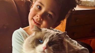 blue bicoolor mitted ragdoll blue eyed ragdoll cat ragdoll kitten