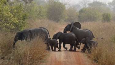Elephants in Pendjari Wildlife Park in Benin