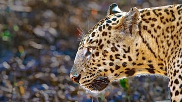 leopard close-up