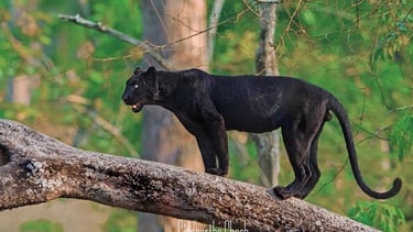 rare black leopard