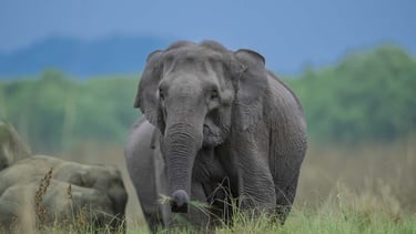 Wild elephant charging