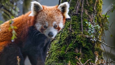 cute red panda on a tree