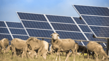 Ovejas y paneles solares