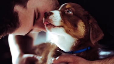 Close-up of a person gently kissing a brown-and-white puppy wearing a blue collar, capturing an affe