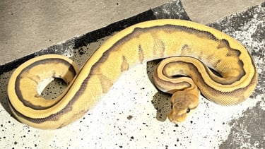Ball Python Blog