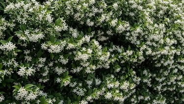 Seto de Jazmín estrellado en plena floración. Aroma del verano
