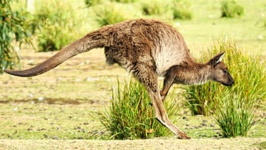 A KI kangaroo hopping across a grassy Australian field with its tail extended for balance.