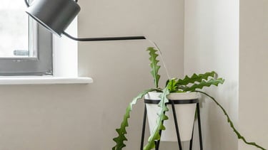 Watering a Fishbone Cactus with a watering can