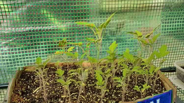 Had to drink it all because I needed the box😇