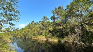 Dense peat swamp forest ecosystem in Malaysia, key habitat for biodiversity and carbon storage
