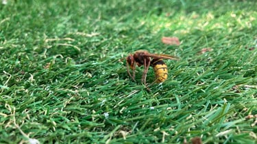 Frelon asiatique observé dans un jardin avant intervention Safezzy à Belfort