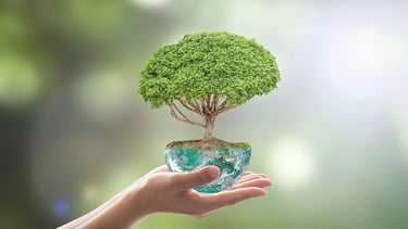 a person holding a small tree in their hands