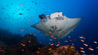 Micronesia on Wind Shift Expedition Yacht