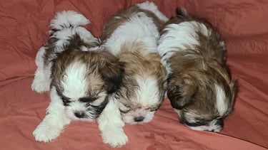 Perfect Paw Pups Mal-Shi Puppy Litter MalSh Fur Babies