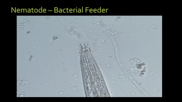 microscope image of a living bacterial feeding nematode