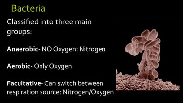 image of Soil Bacteria respiration classes