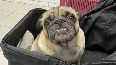 veterinária