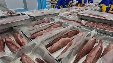 a bunch of fish fillets in a factory