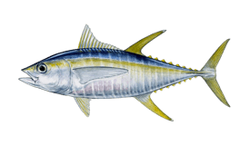 a fish fish in the water with a black background