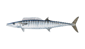 a fish fish on a black background
