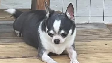 Belle the blue and white AKC Chihuahua—Louisiana champion-line girl relaxing on deck