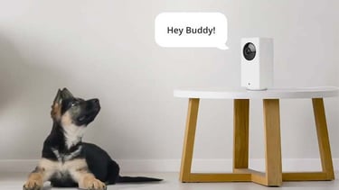 pet camera dog sittingog in front of him